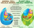 Hayvan ve bitki hücreleri